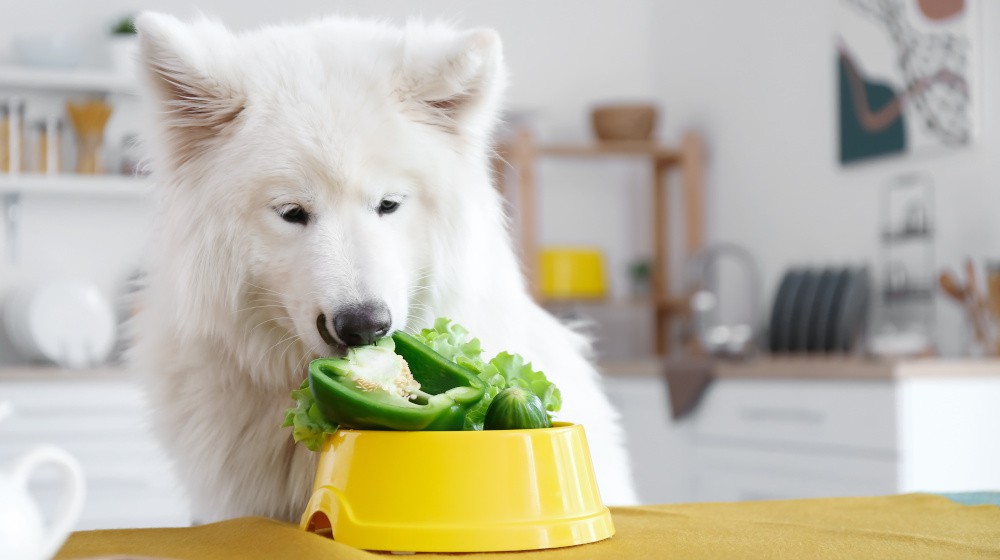 Jaké vitamíny jsou důležité pro zdraví vašeho psa?