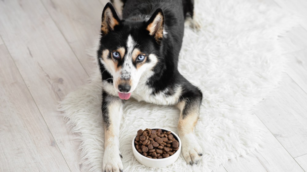 Jaké vitamíny jsou nezbytné pro psí kosti a klouby?