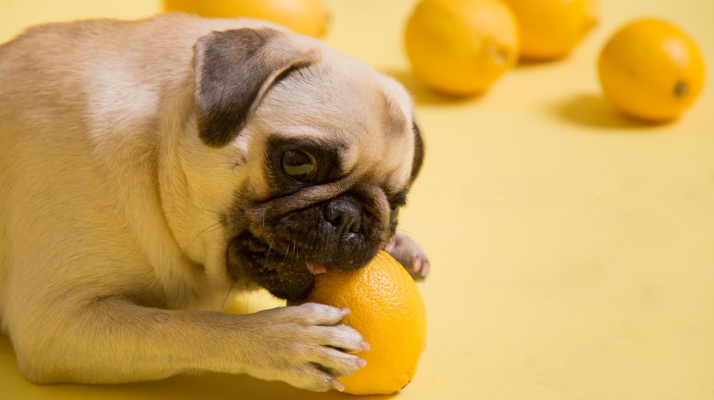 Proč je důležité znát vitamínové potřeby vašeho psa?