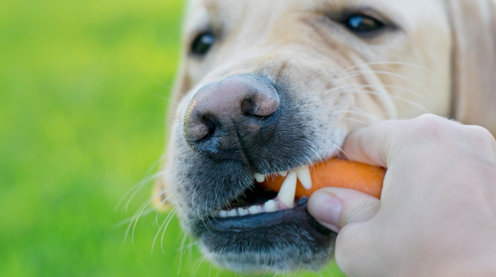 Proč je pravidelná péče o zuby důležitá pro zdraví vašeho psa?