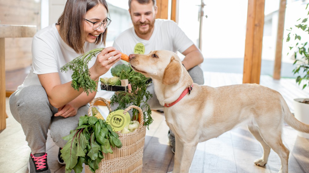 Tipy pro zdravý srst a pokožku u psů.