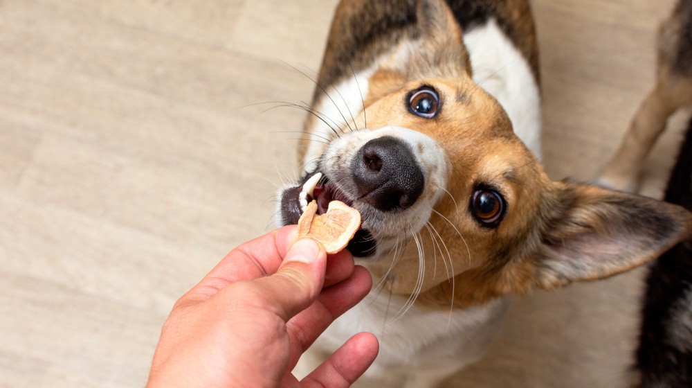 Vitamíny pro starší psy: Jak podpořit jejich zdraví a vitalitu?