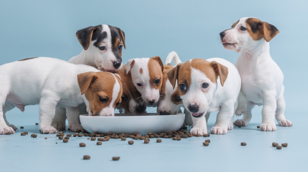 Vitamíny pro štěňata: Průvodce pro nové majitele psů.