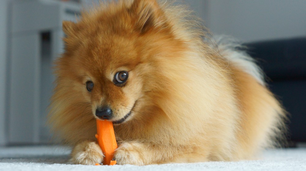 Využití vitamínů pro podporu zdraví psí kůže a srsti.