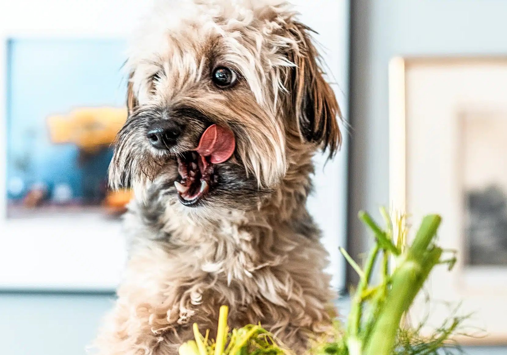 Potraviny, ktoré môžete jesť vy aj váš pes