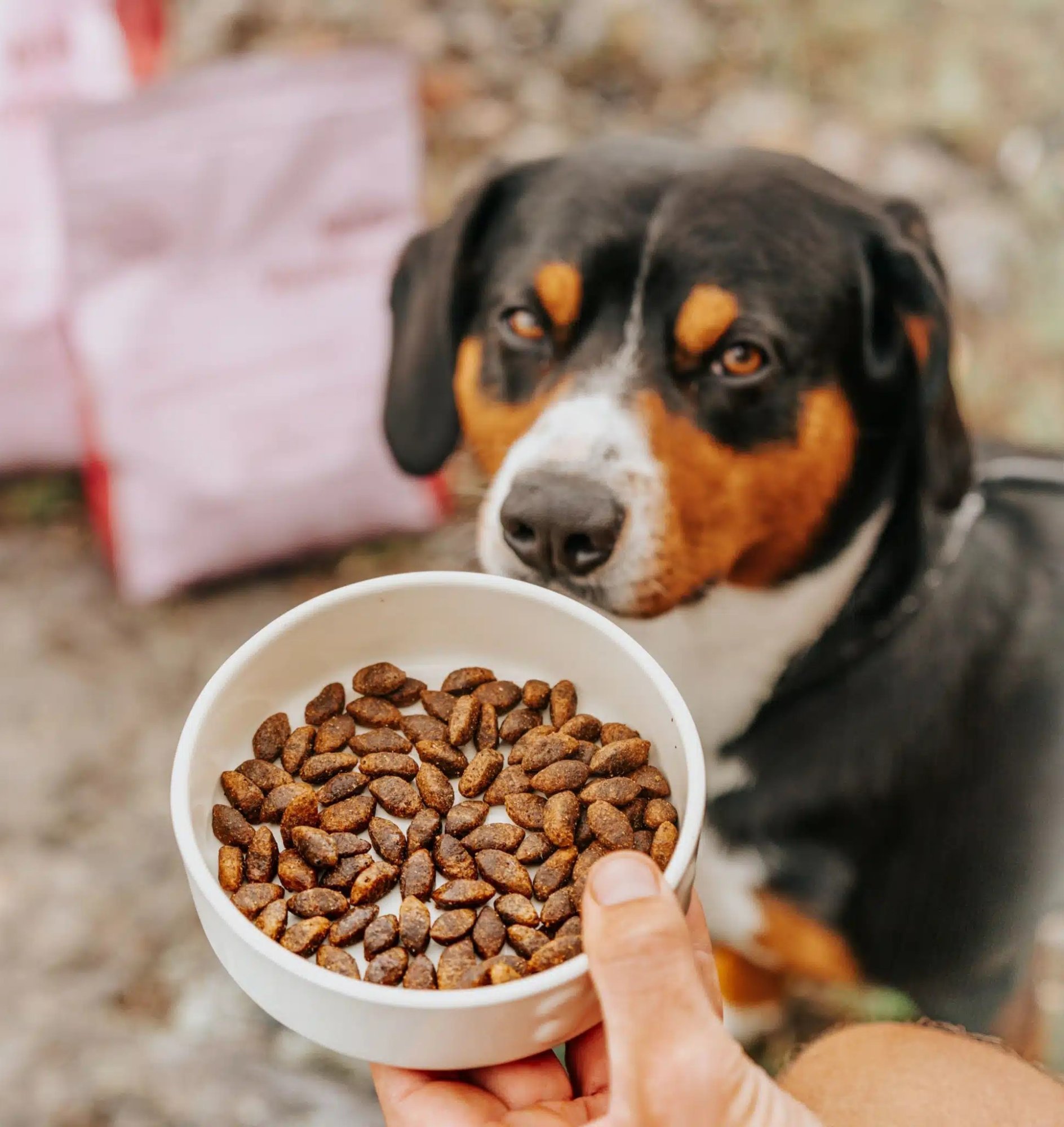 Pes nechce jesť – Tipy pre prieberčivého psa