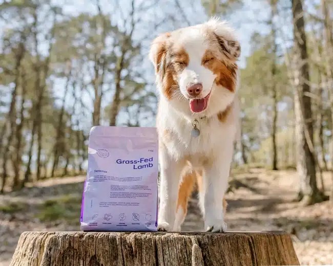 Pes s citlivým žalúdkom alebo alergiami ?