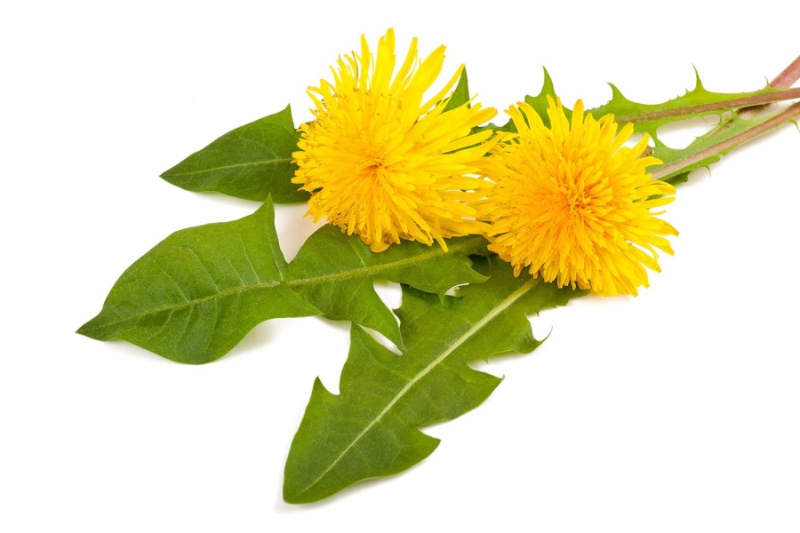 Pupava_lekarska_01_TEE.SK