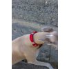 collier chien corde rouge