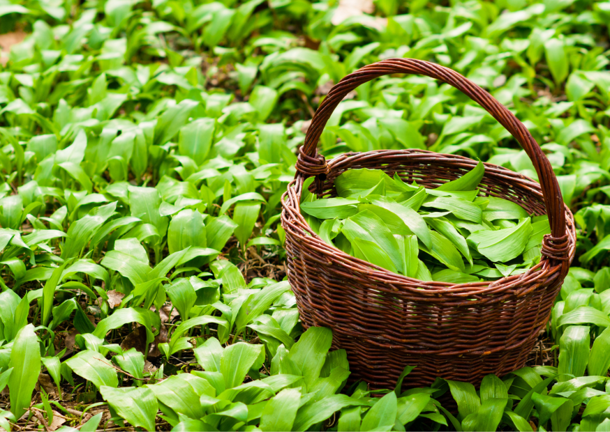 Medvědí česnek - poklad jarní přírody
