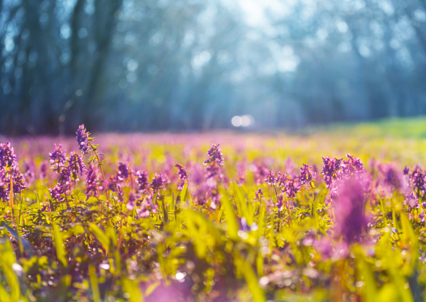 Jarní únava: Jak ji překonat a vrátit se do formy? 🌼