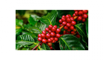 ARABICA vs. ROBUSTA
