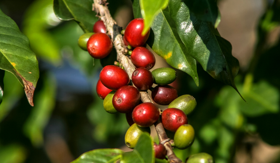 Arabica proti Robusti
