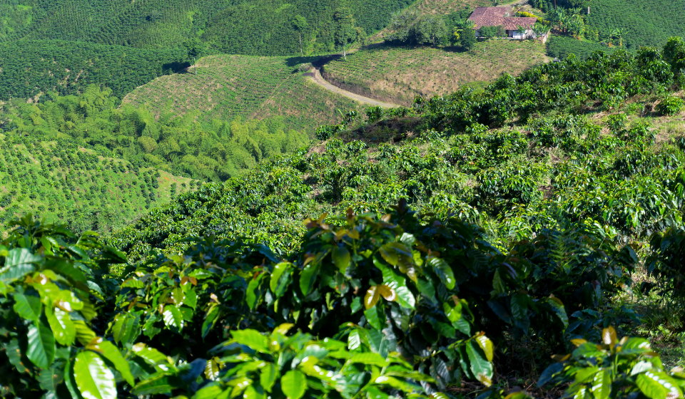 Glavne regije pridelave kave