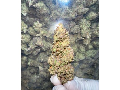 THC-FP Indoor Gorila Glue