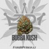 bubbakush