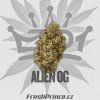 THC² Summer Gelato 35%