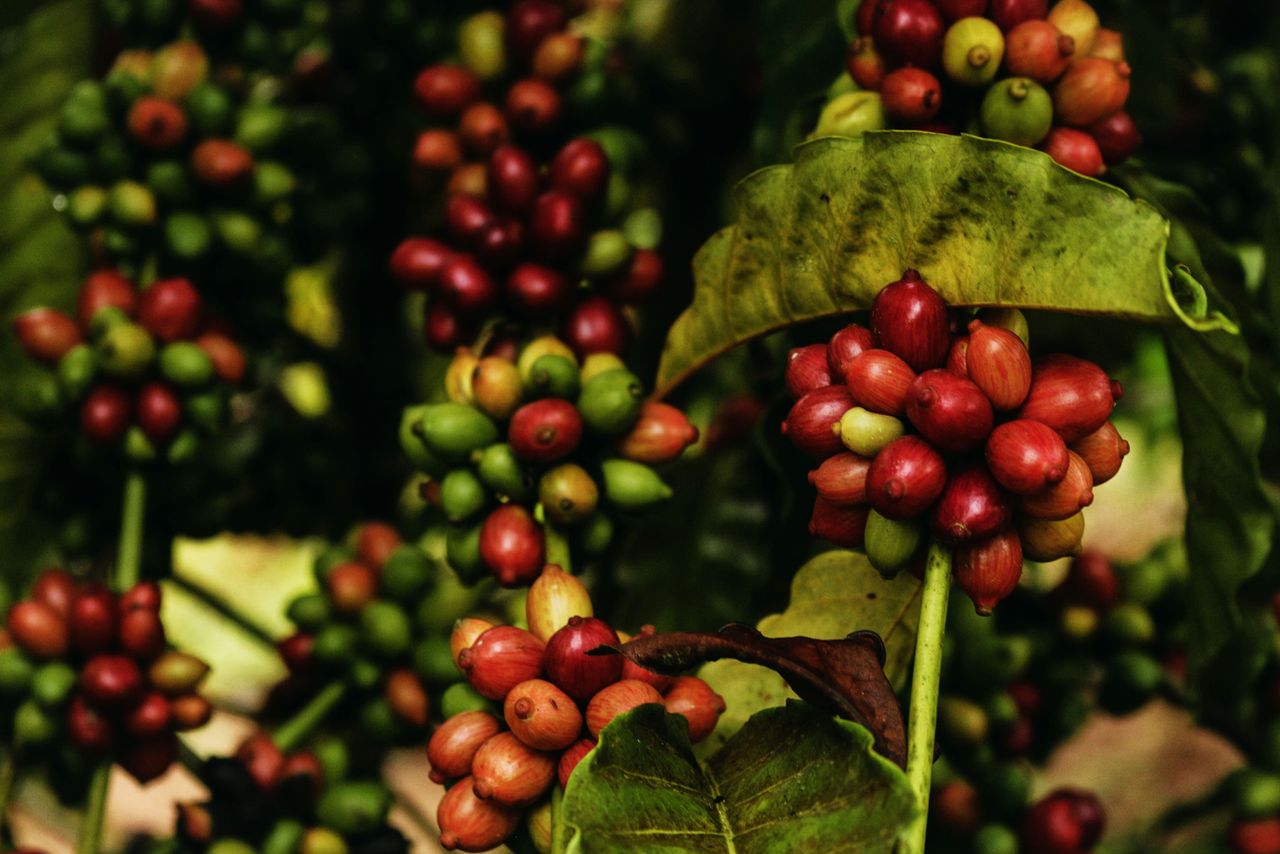 Co znamená „single origin“ a proč na původu kávy záleží