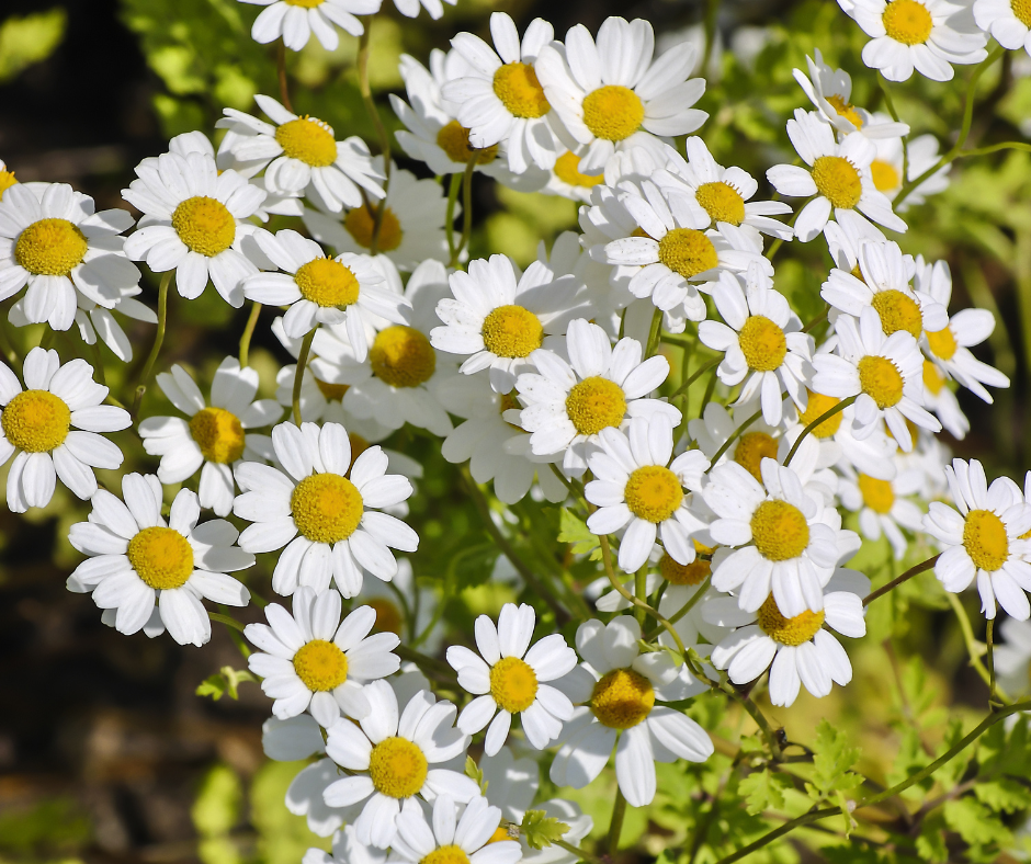 Kopretina řimbaba - tradiční bylinka na problémy s migrénou