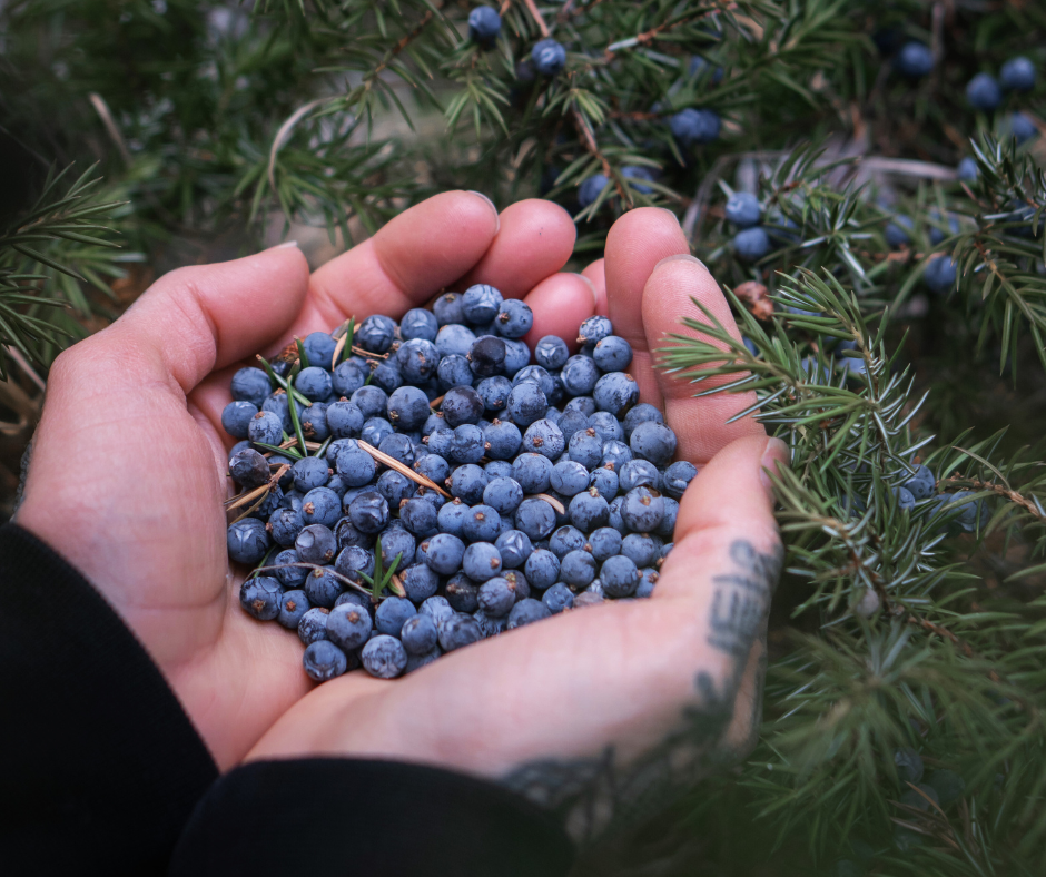 Jalovec – podpořte rovnováhu svého organismu