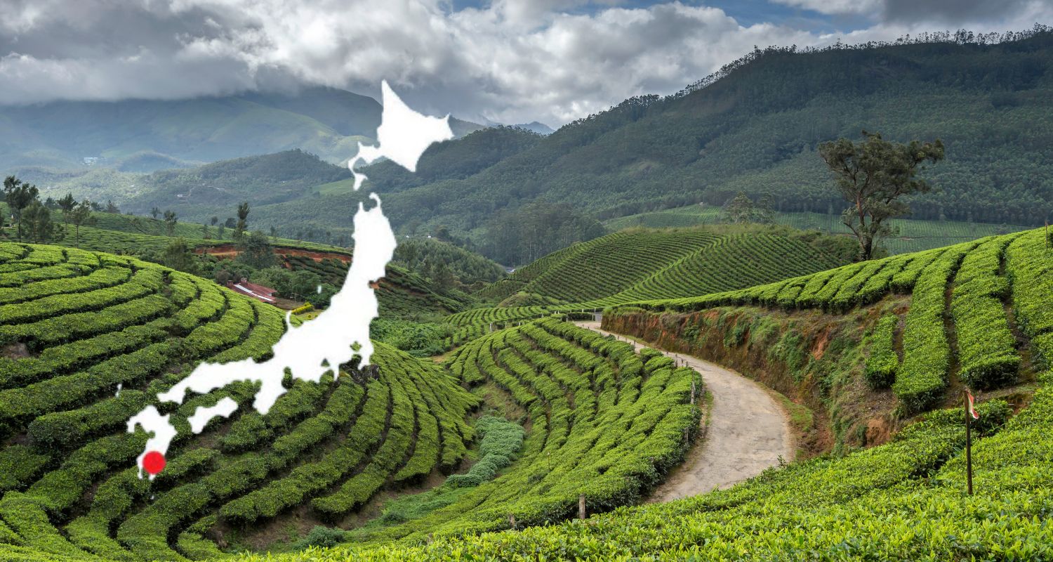 Kagoshima: Tajemství dokonalé ceremoniální matcha z jižního Japonska