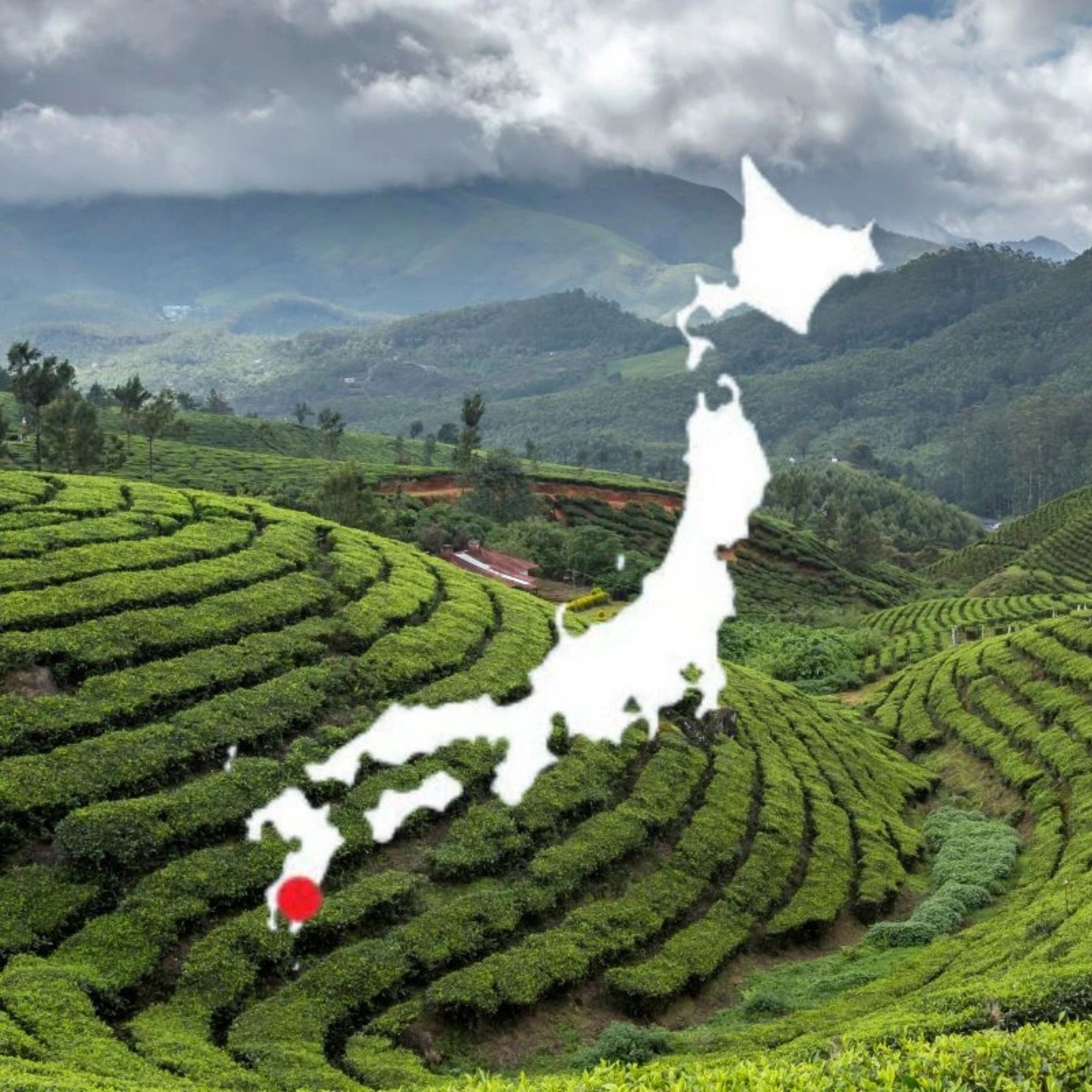 Původ Matcha Hisui Kagoshima Japonsko