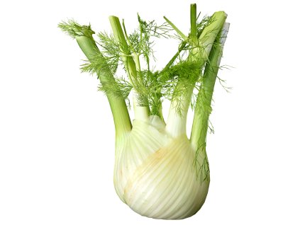 fennel 3657761 1280
