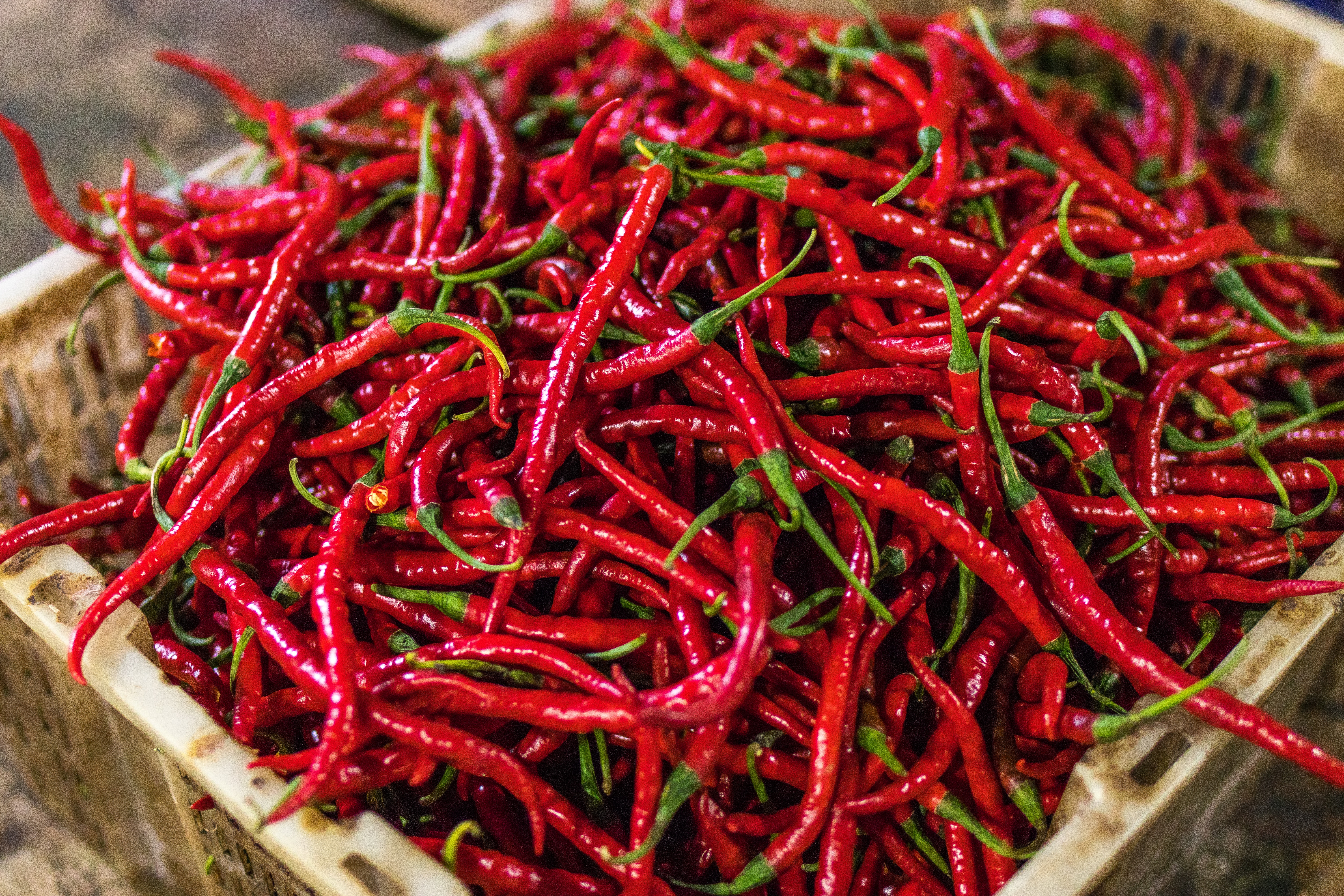 agriculture-chilli-color-1086719