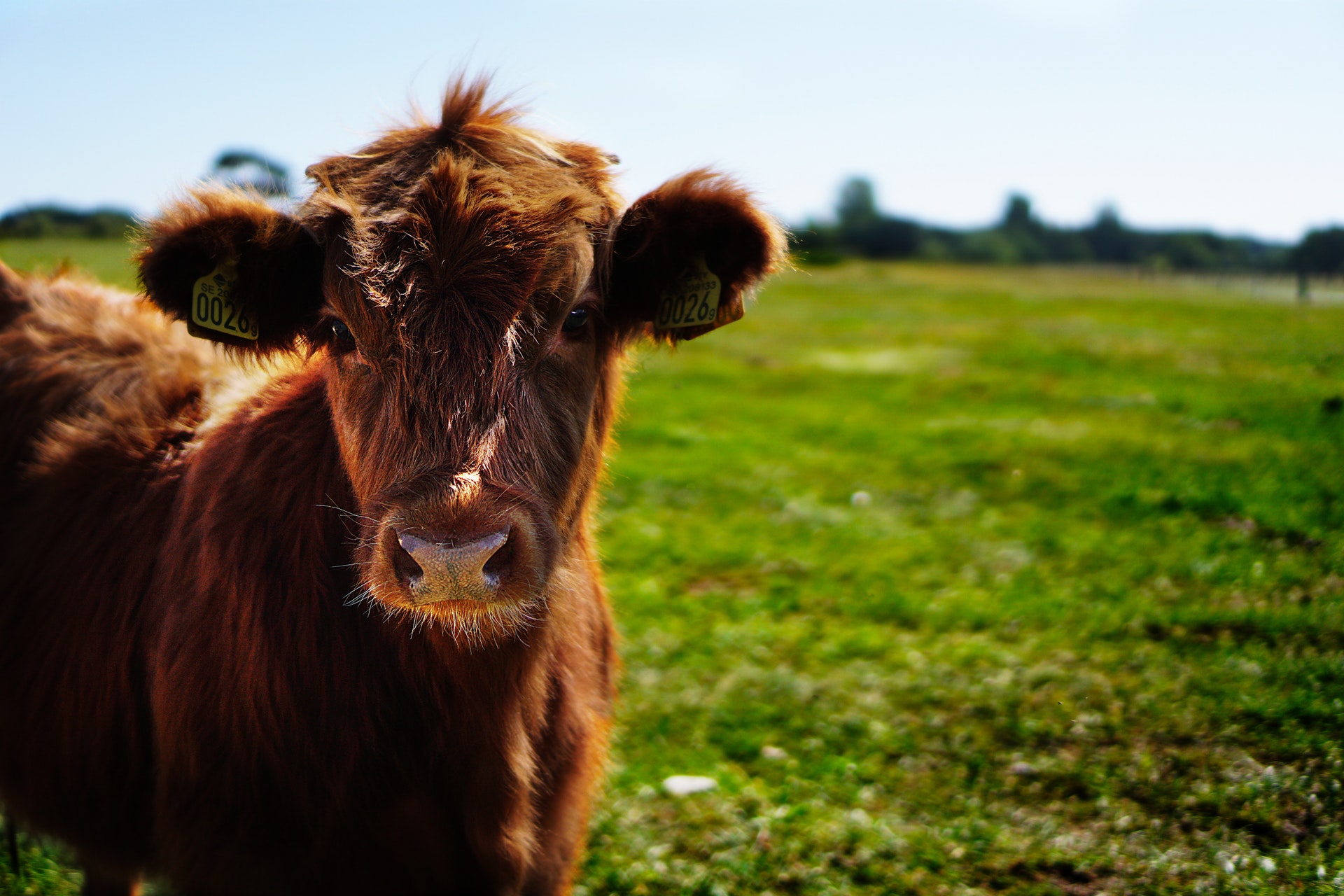 brown-cattle-on-green-lawn-grass-during-daytime-162240