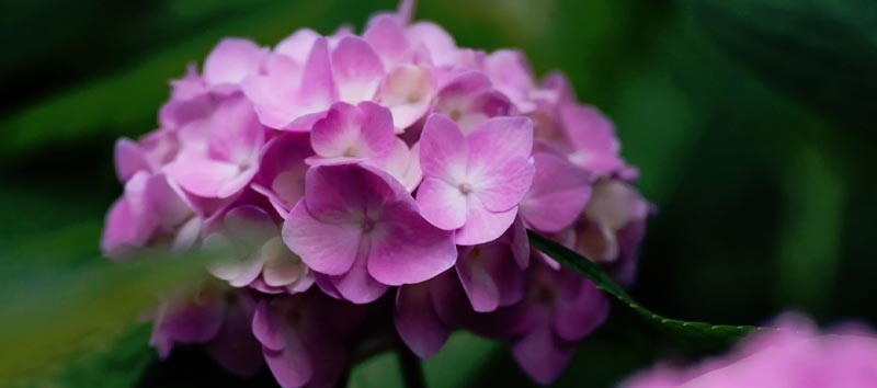 Vilt_AF75mmF18_F1_5