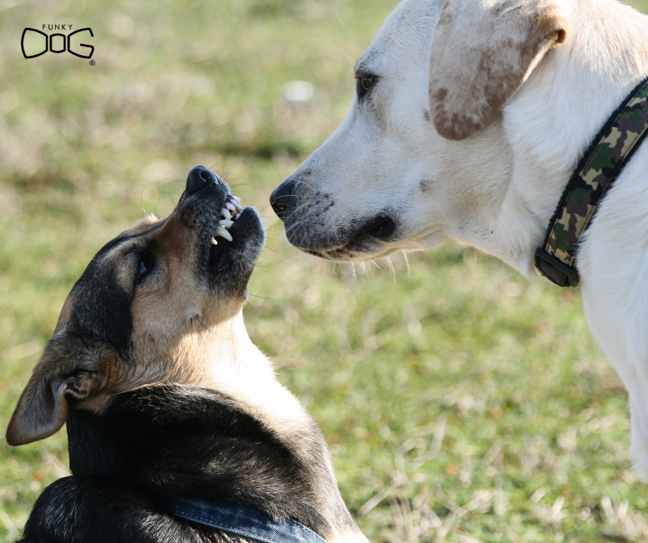 Jak správně socializovat psa podle věku: Kompletní průvodce pro rok 2026