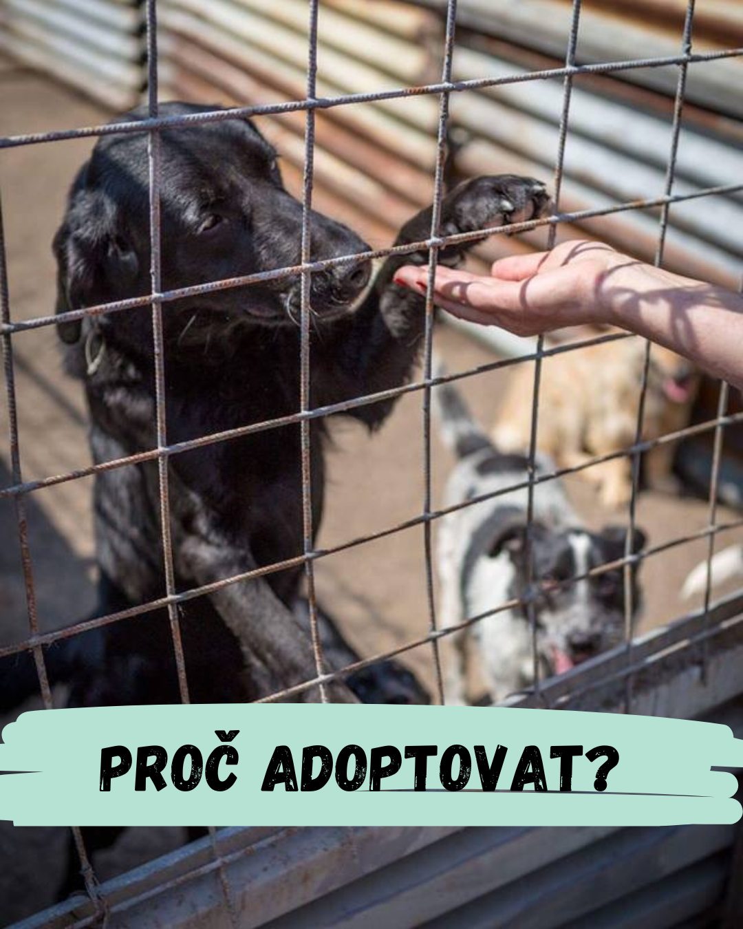 Jak vybrat vhodného psa pro rodinu s dětmi? Zkuste adopci z útulku!
