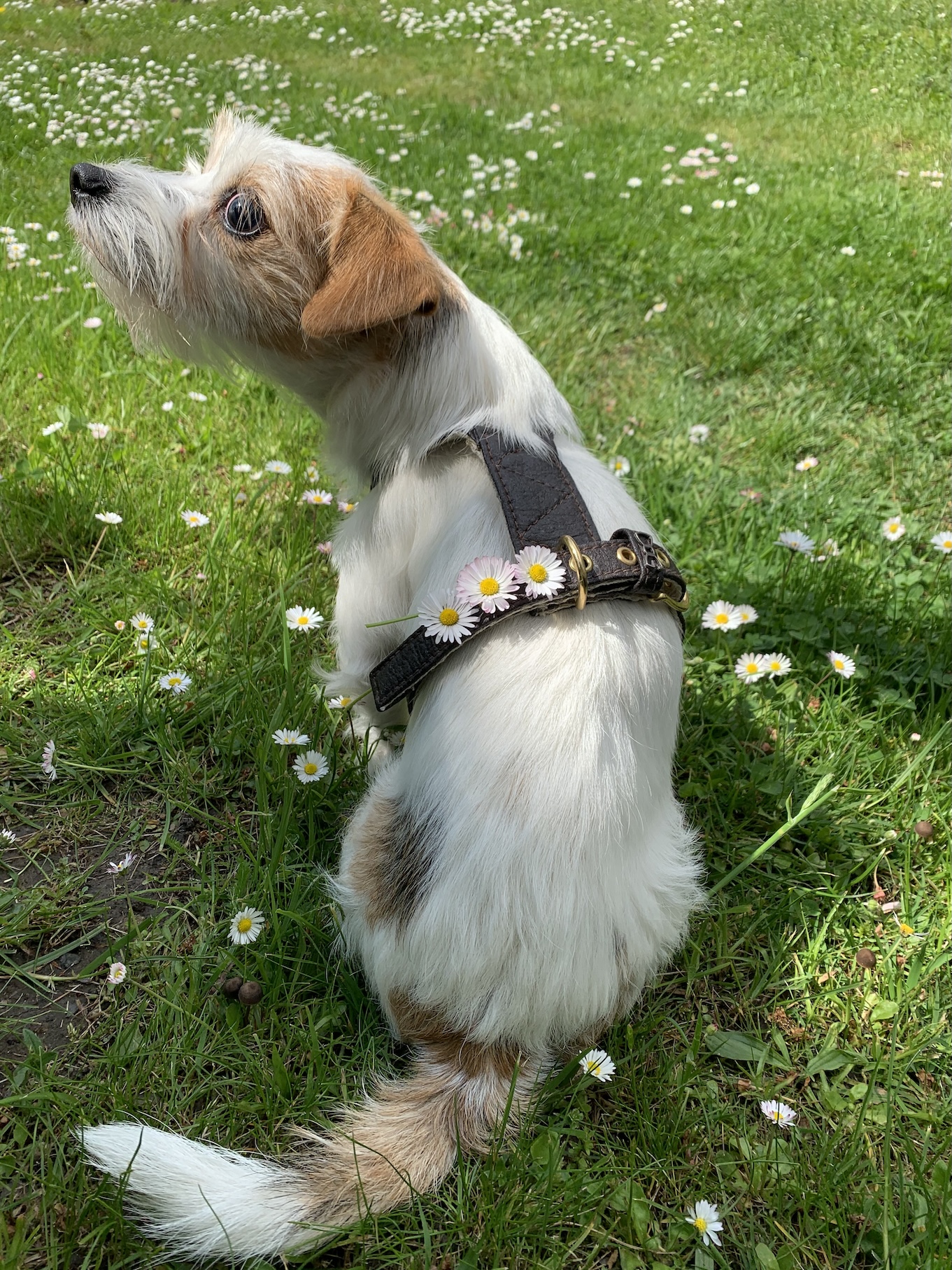 Psí postroj: zdraví, bezpečí a pohodlí vašeho psa