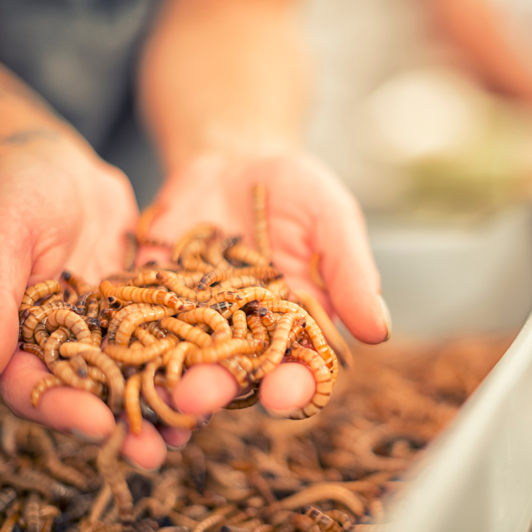 Pamlsky z hmyzu pro pejsky: zdravá a ekologická volba