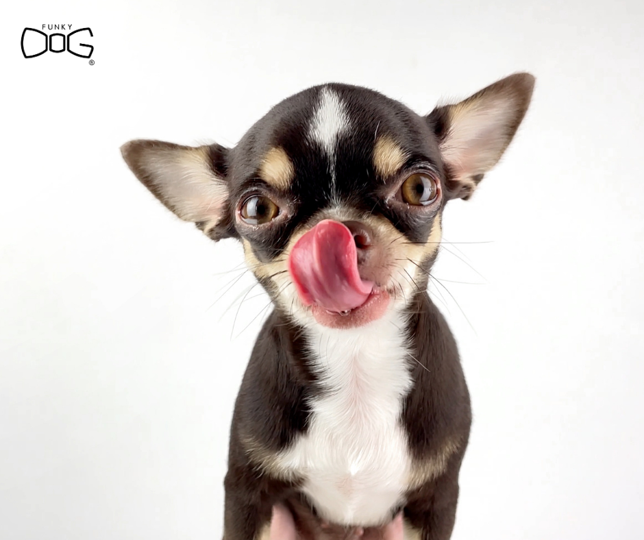 Intolerance vs. Allergy in Dogs: How to Tell the Difference