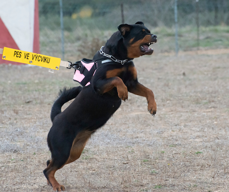 Reactive Dog: How to Understand and Help (2026)