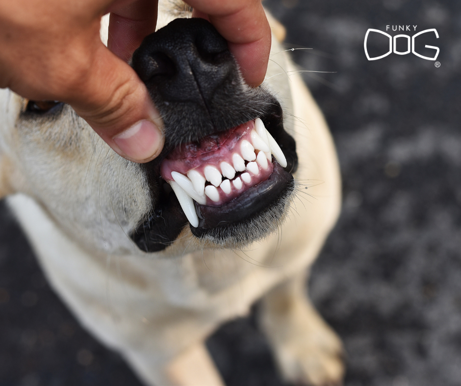 Dog dental care – tips, motivation & natural products