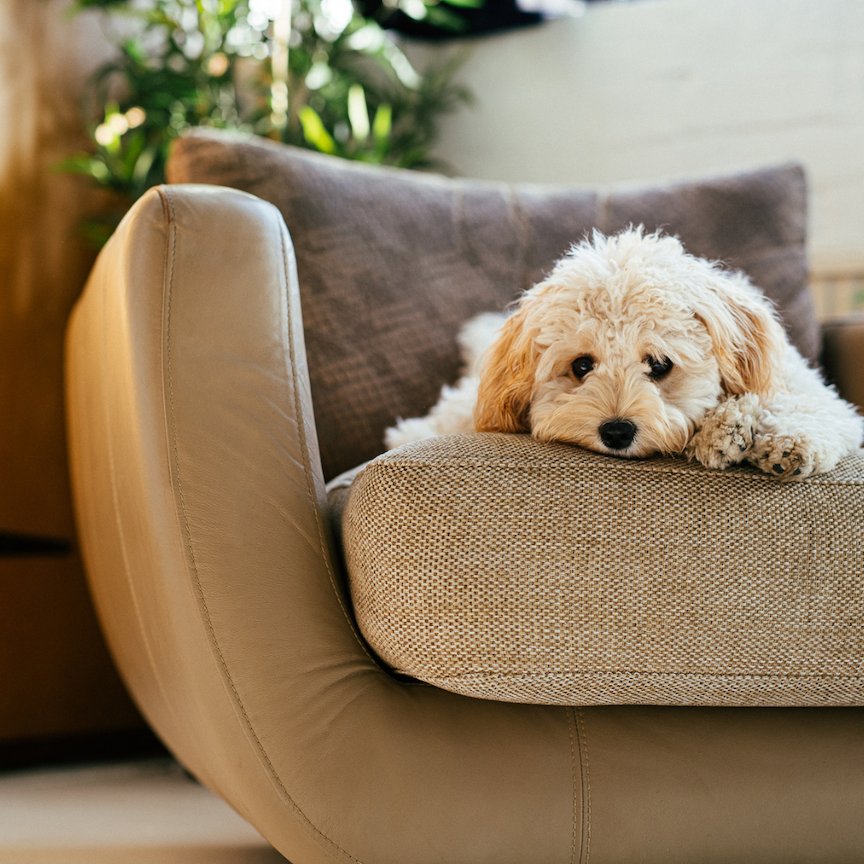 Liver Diet for Dogs: What They Can and Cannot Eat (An Up-to-Date Guide)