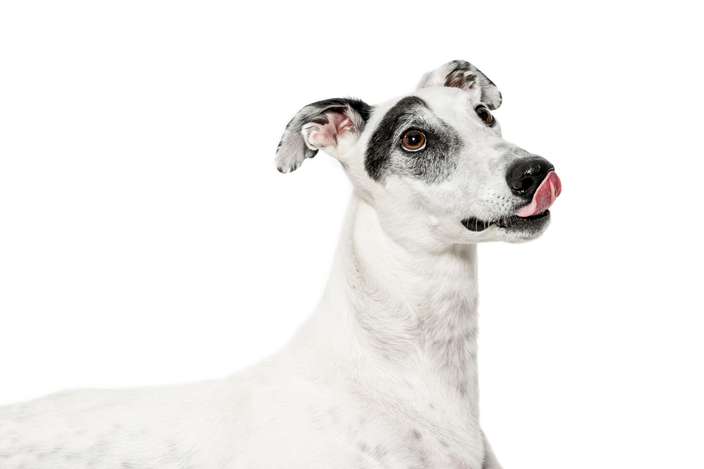 3 otázky, které by si měl každý pejskař zodpovědět při výběru pamlsků pro svého psa