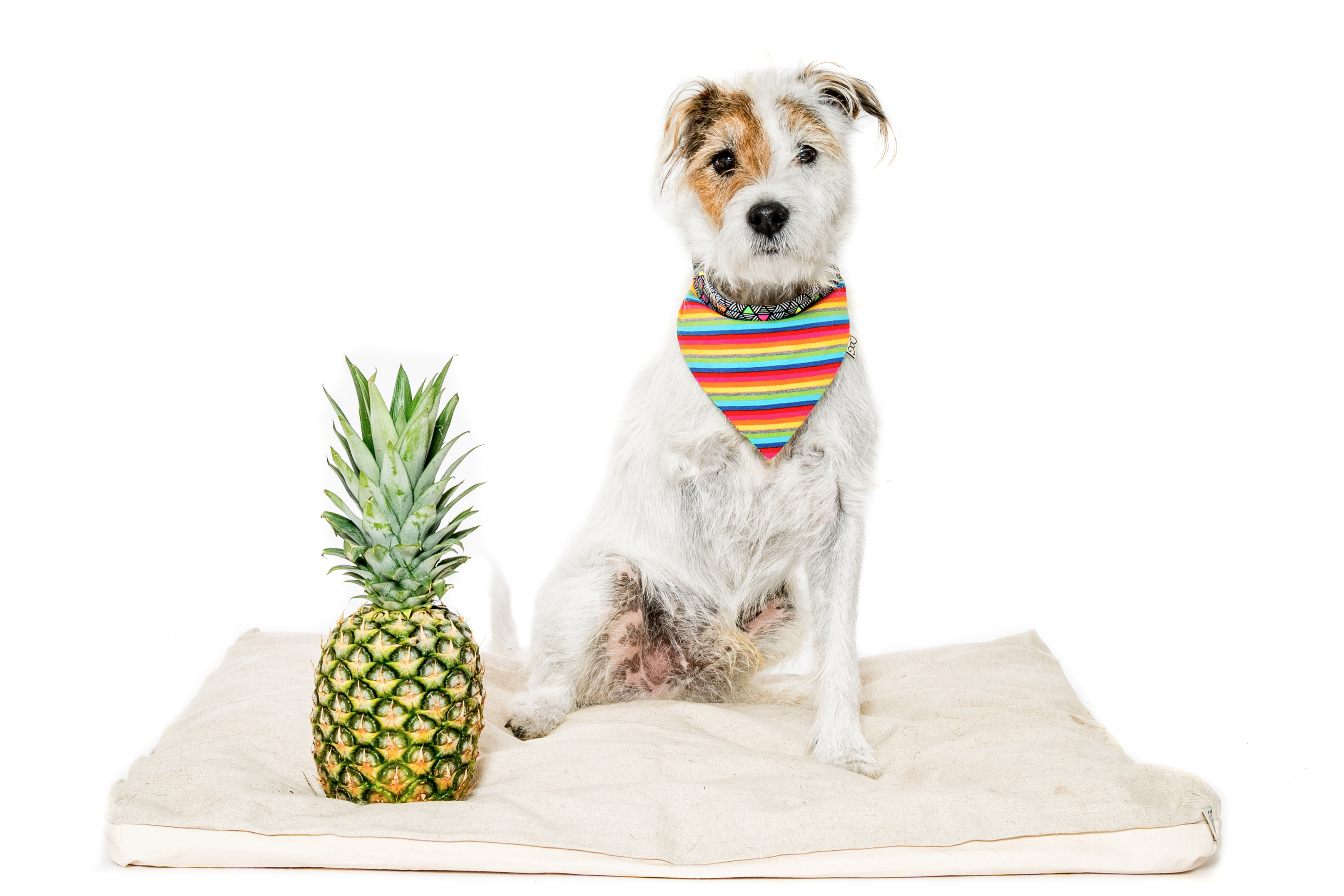 Eco friendly pejskařina aneb 9 tipů na udržitelný život se psem