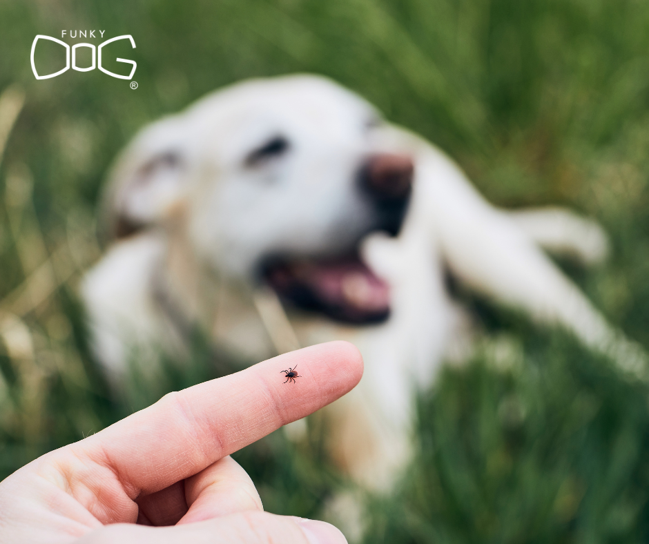 Natural Antiparasitics for Dogs 2026: Chemical vs. Natural – What Really Works?