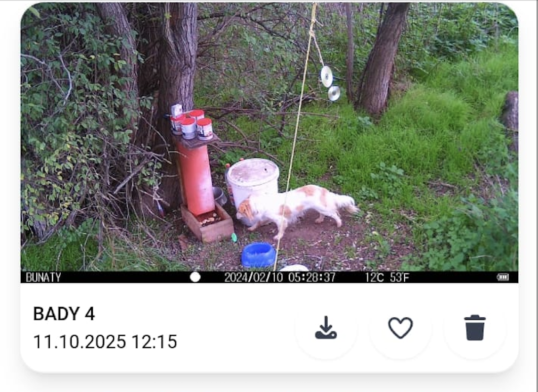 Znáte realitu toulavých psů v ČR? Možná si říkáte: "Vždyť žádné nevidím, žádní nejsou..."