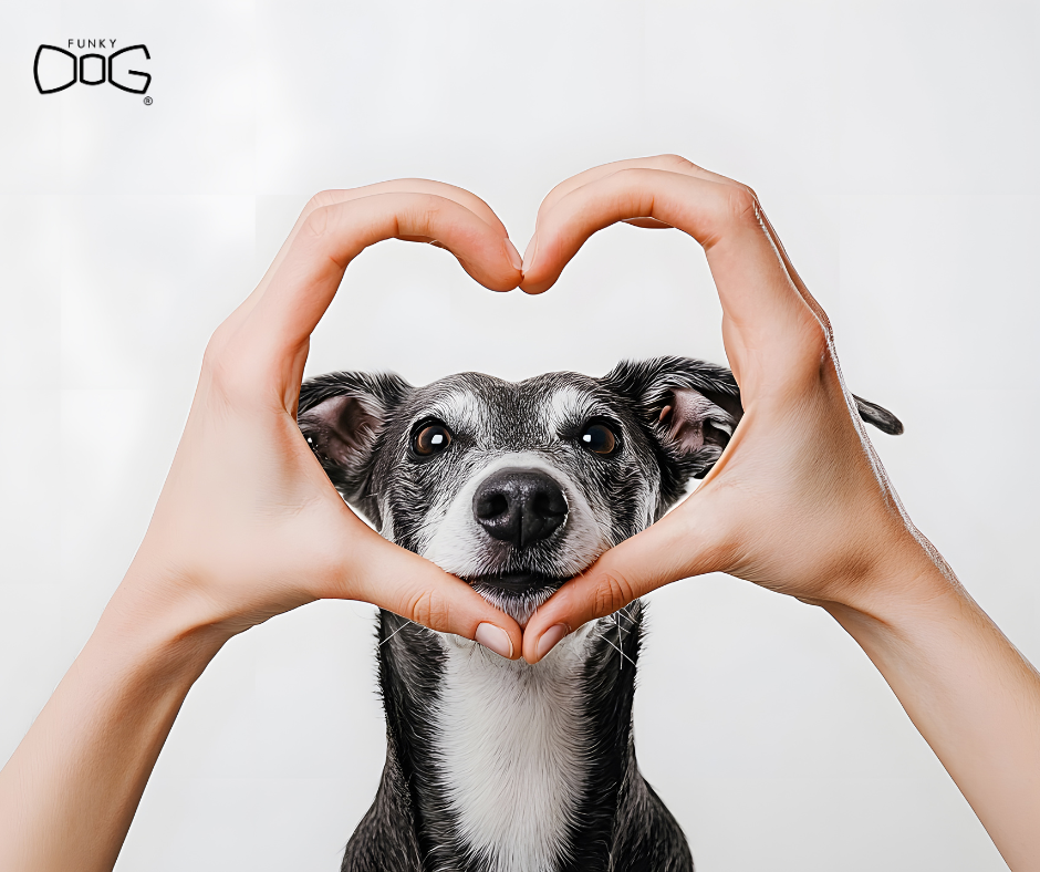 Valentine’s Day with Your Dog: Love That Lasts All Year 🐾❤️