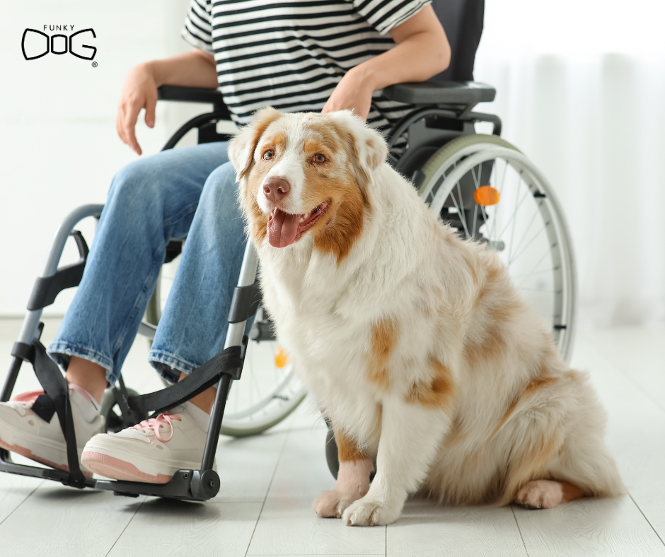 Assistance Dogs in the Czech Republic: How It Works and Why Proper Identification Matters