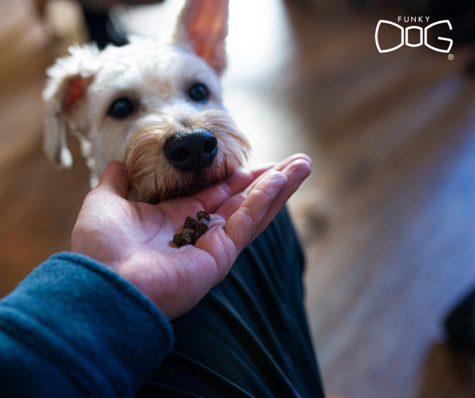 Glycerin in Dog Treats: A Small Ingredient with a Big Impact