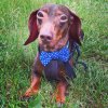 Blue Dog Bow Tie with Polka Dots