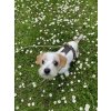 FUNKY DOG postroje pro psy kšíry 23