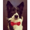 Red Dog Bow Tie – timeless style for every pup