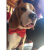 Red Dog Bow Tie – timeless style for every pup
