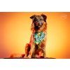 Exotic colorful dog bandana